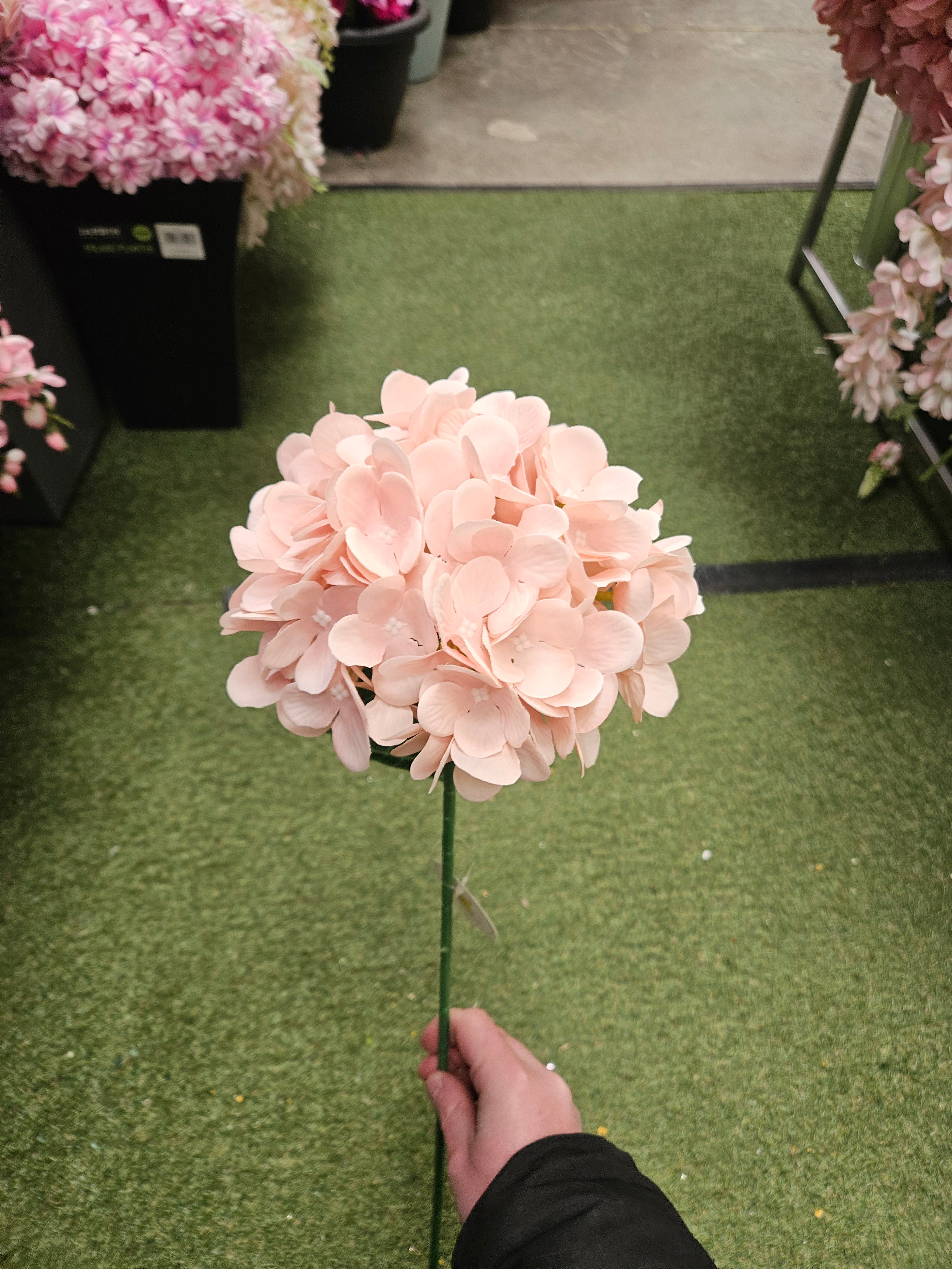 10x Peachy Pink Hydrangea Stems