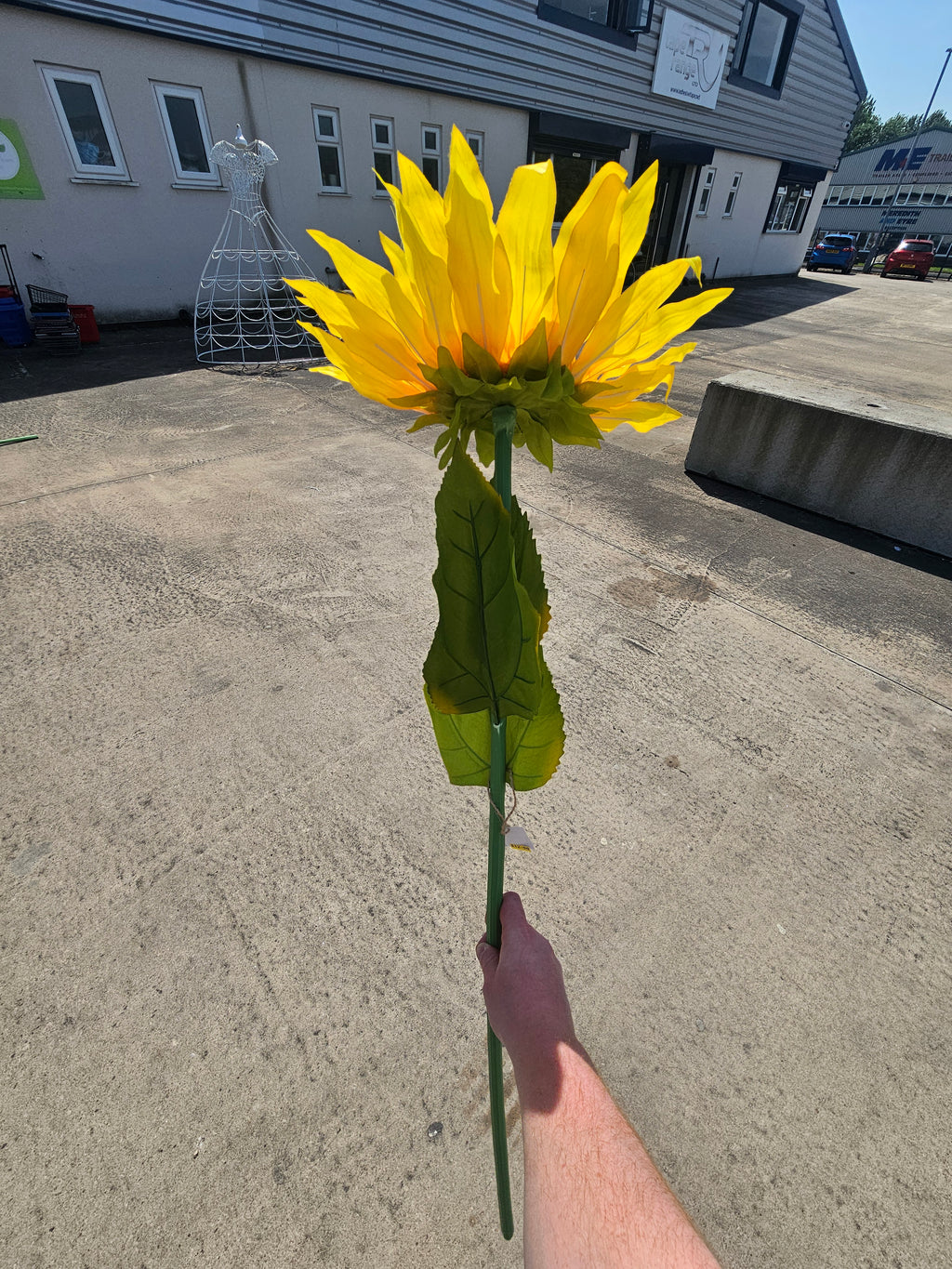 Giant Large Sunflower