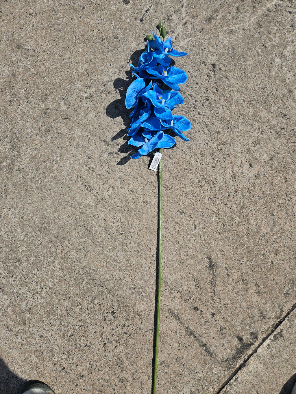 Tropical Blue Orchid