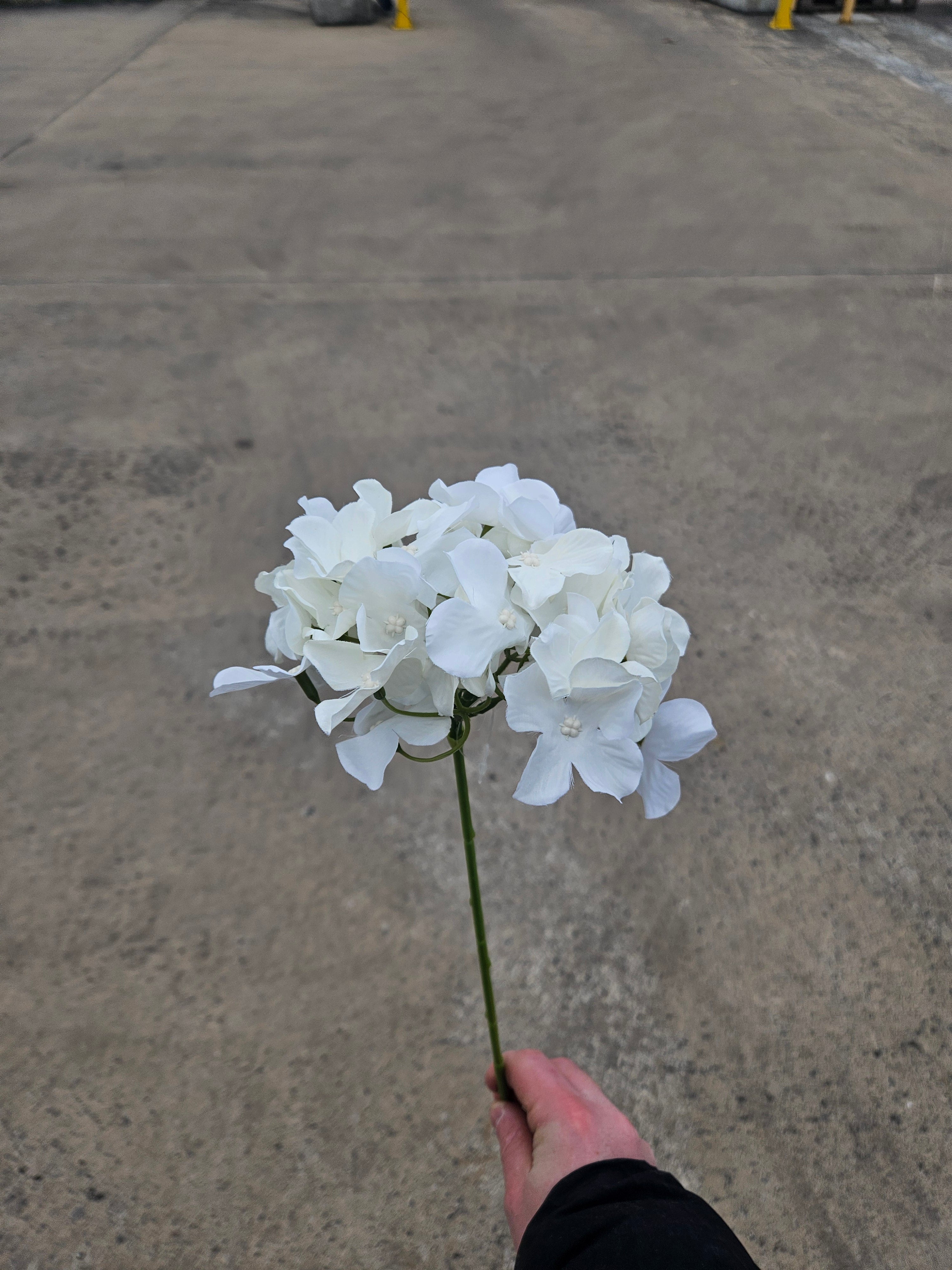 Ivory Thin Stem Hydrangea