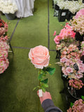 Pink Harper Rose