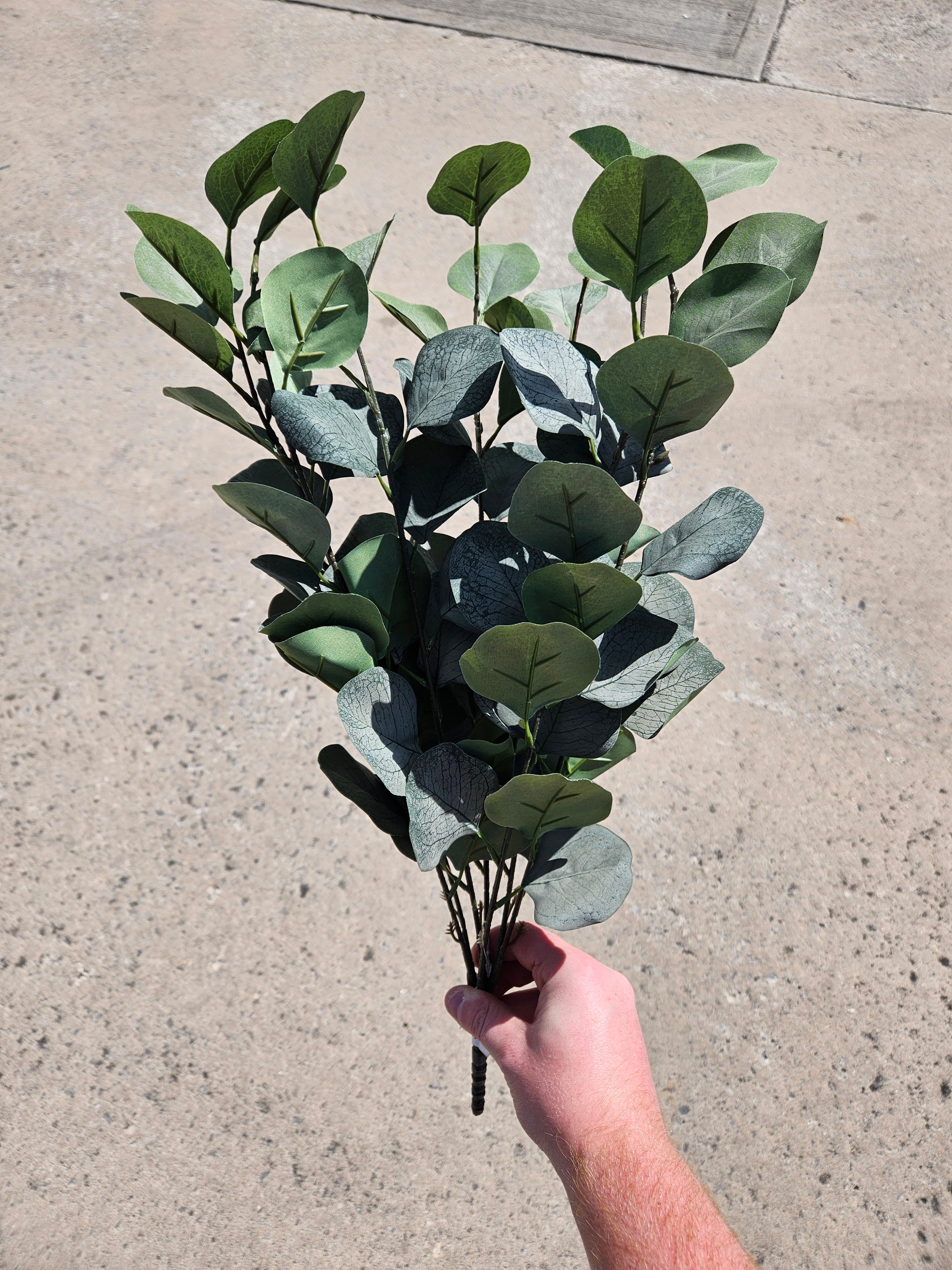 Silver Dollar Eucalyptus Bunch