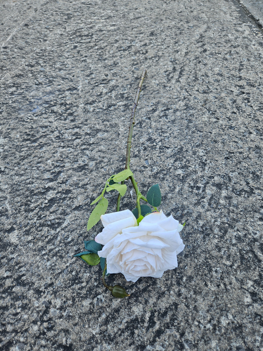 Dry Touch Rose