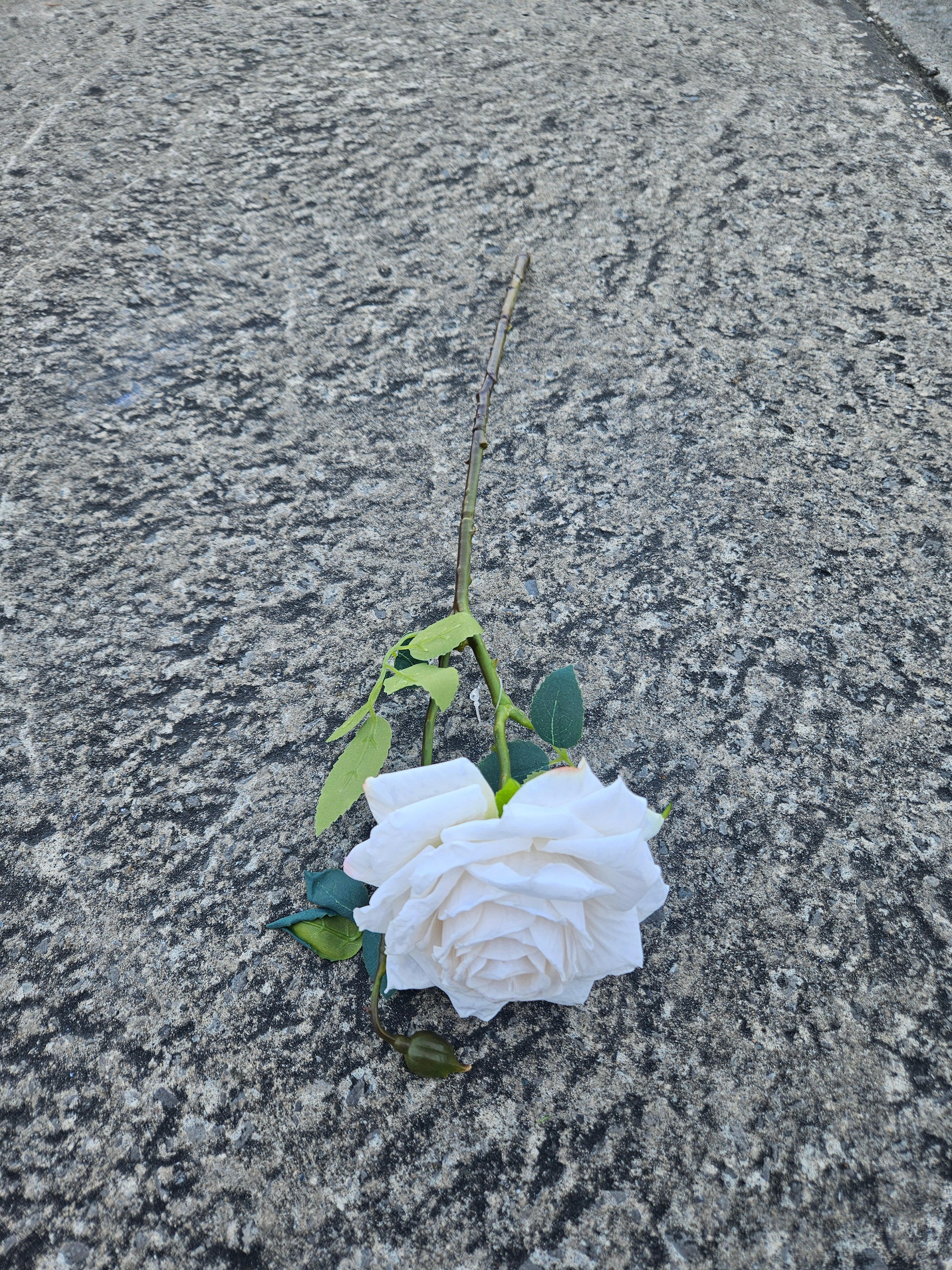 Dry Touch Rose