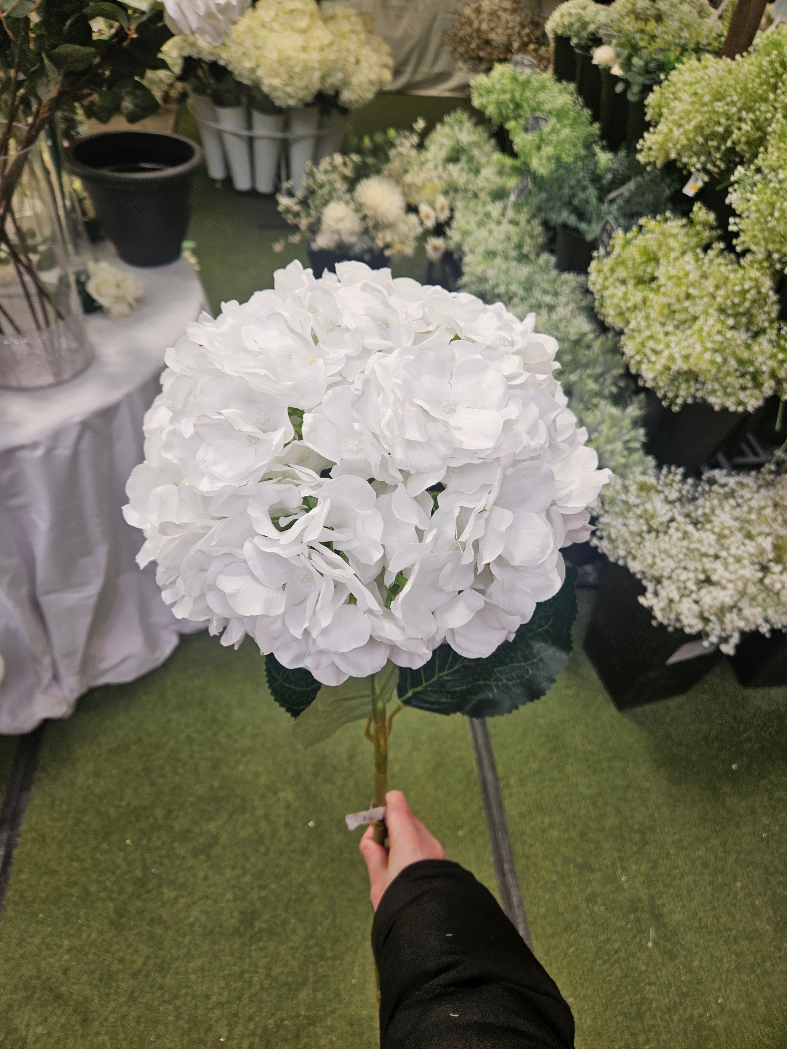 Giant White Hydrangea