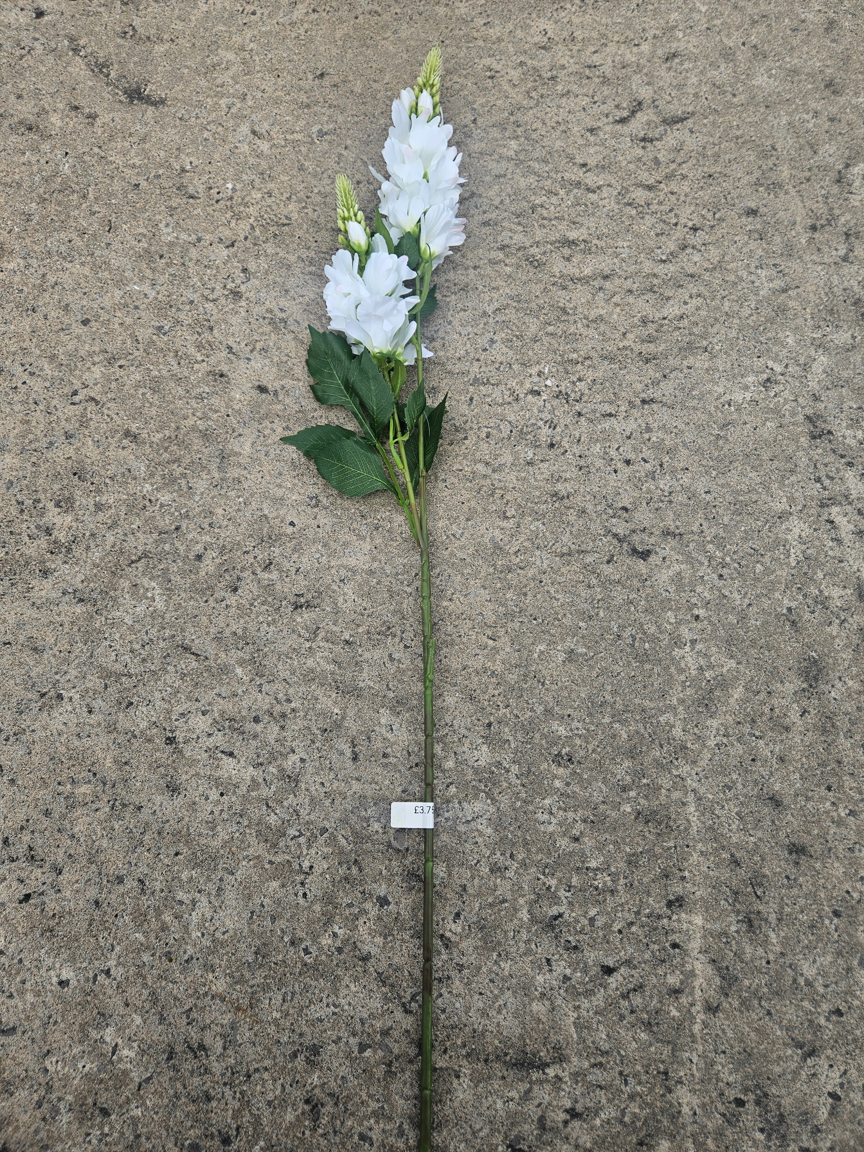 White Lupin