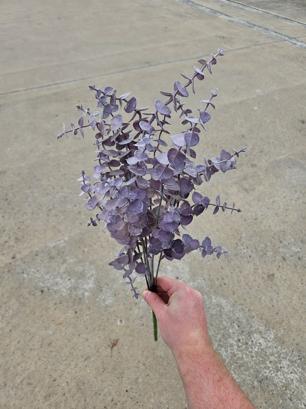 Autumn Purple Eucalyptus Bunch