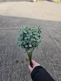 Eucalyptus Bunch (10 stems)