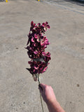 Burgundy Hydrangea Bud