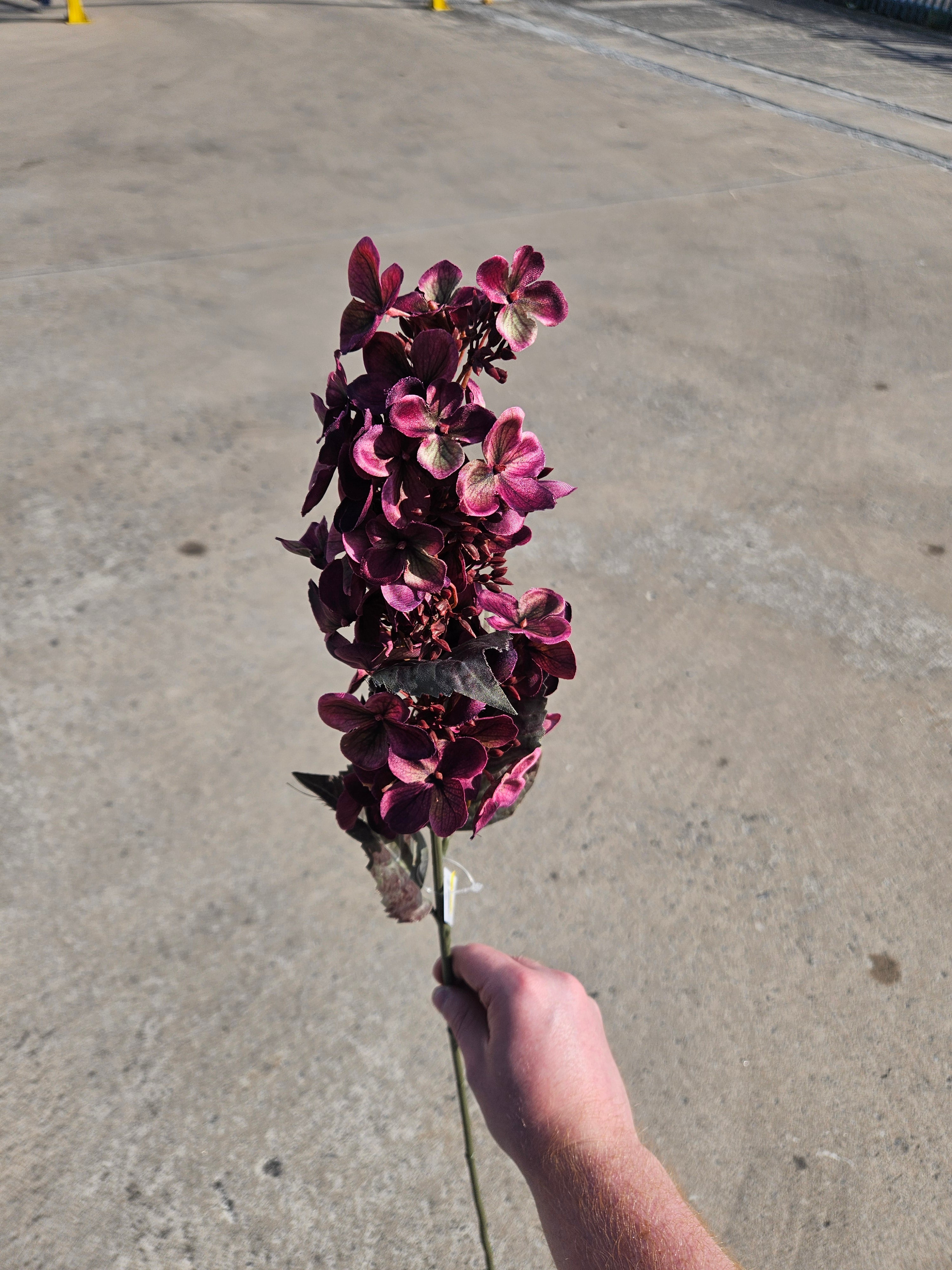 Burgundy Hydrangea Bud