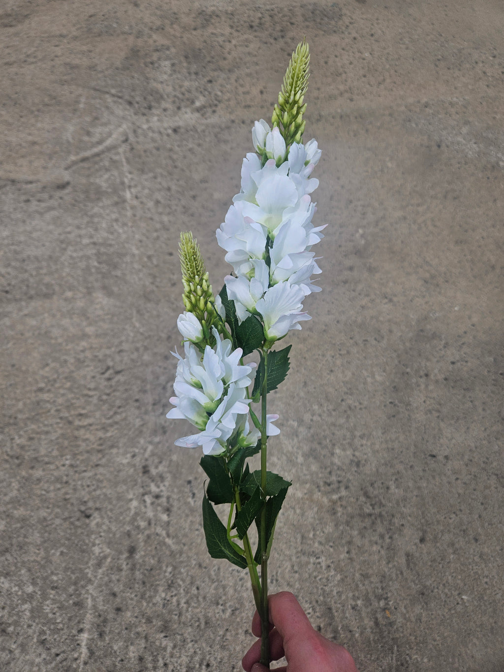 White Lupin