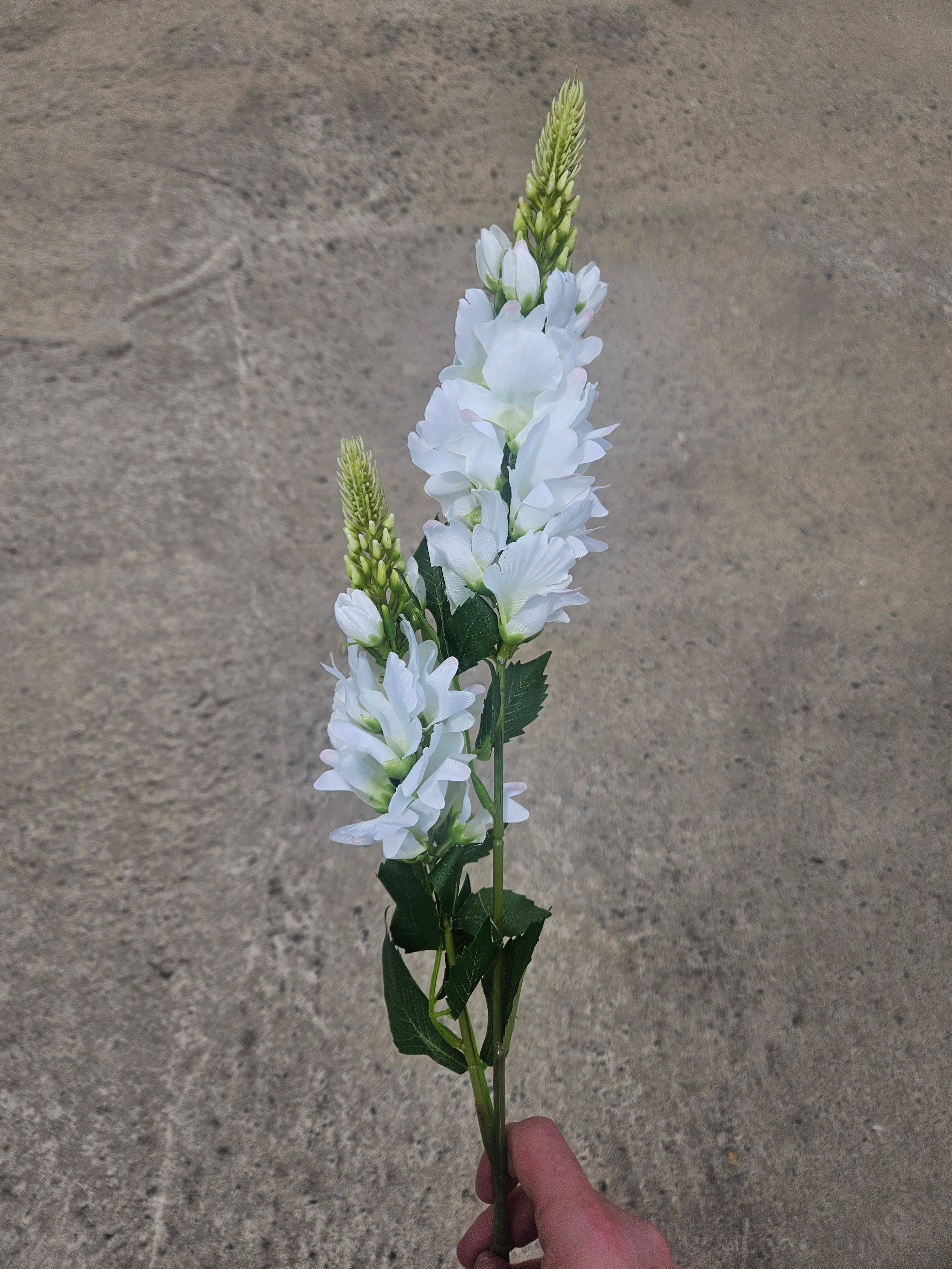 White Lupin