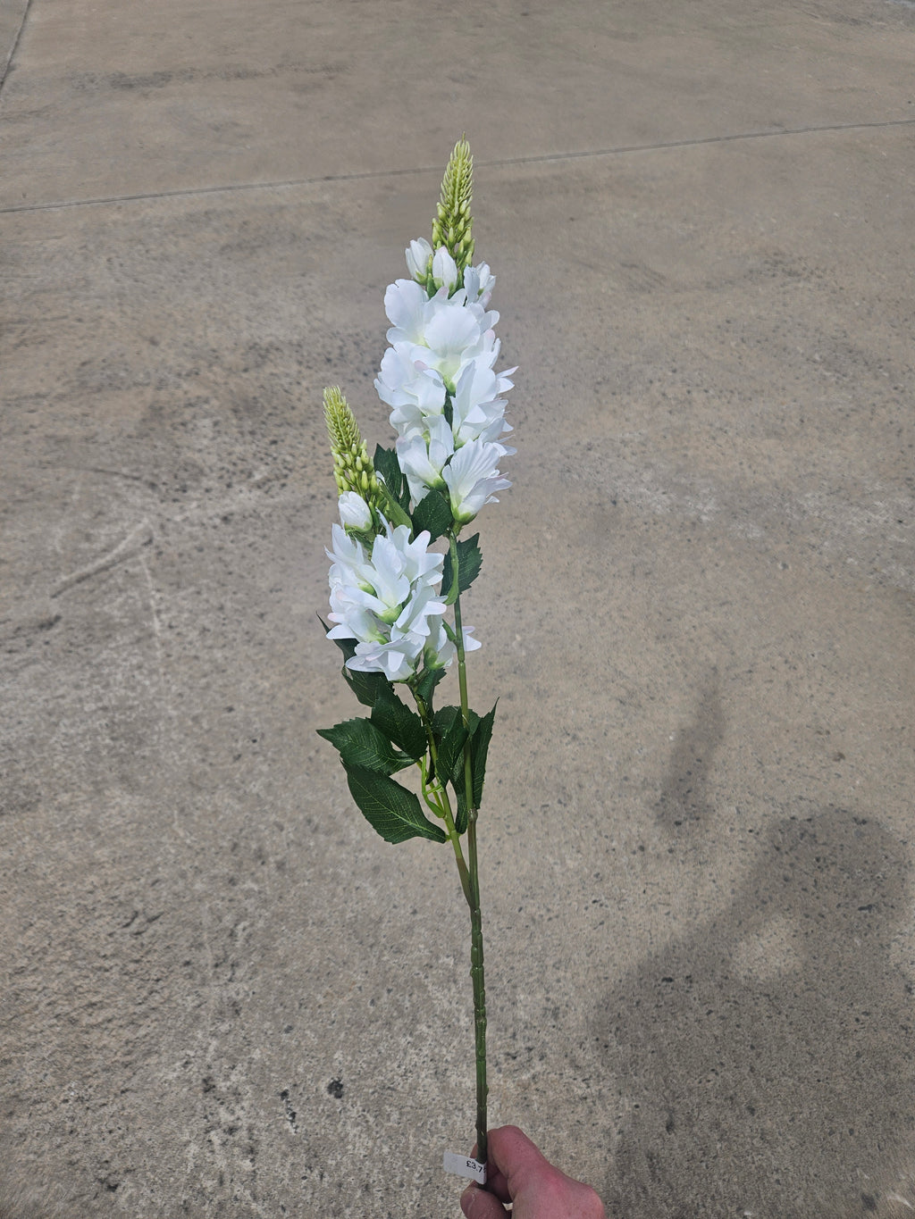 White Lupin