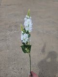 White Lupin