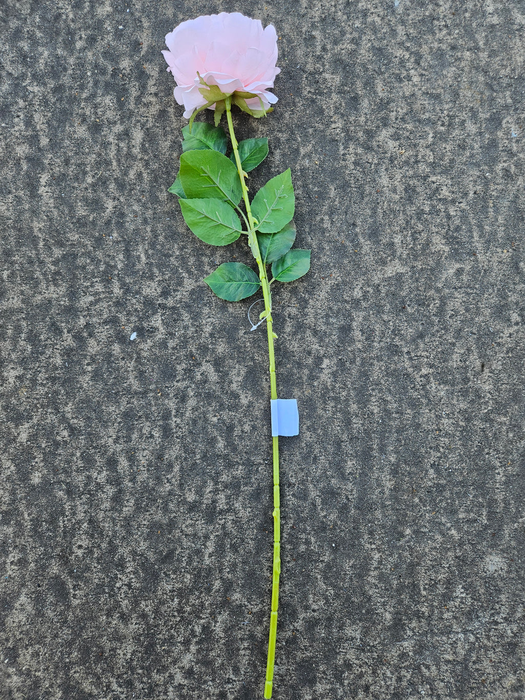 Light Pink Long Stem Peony