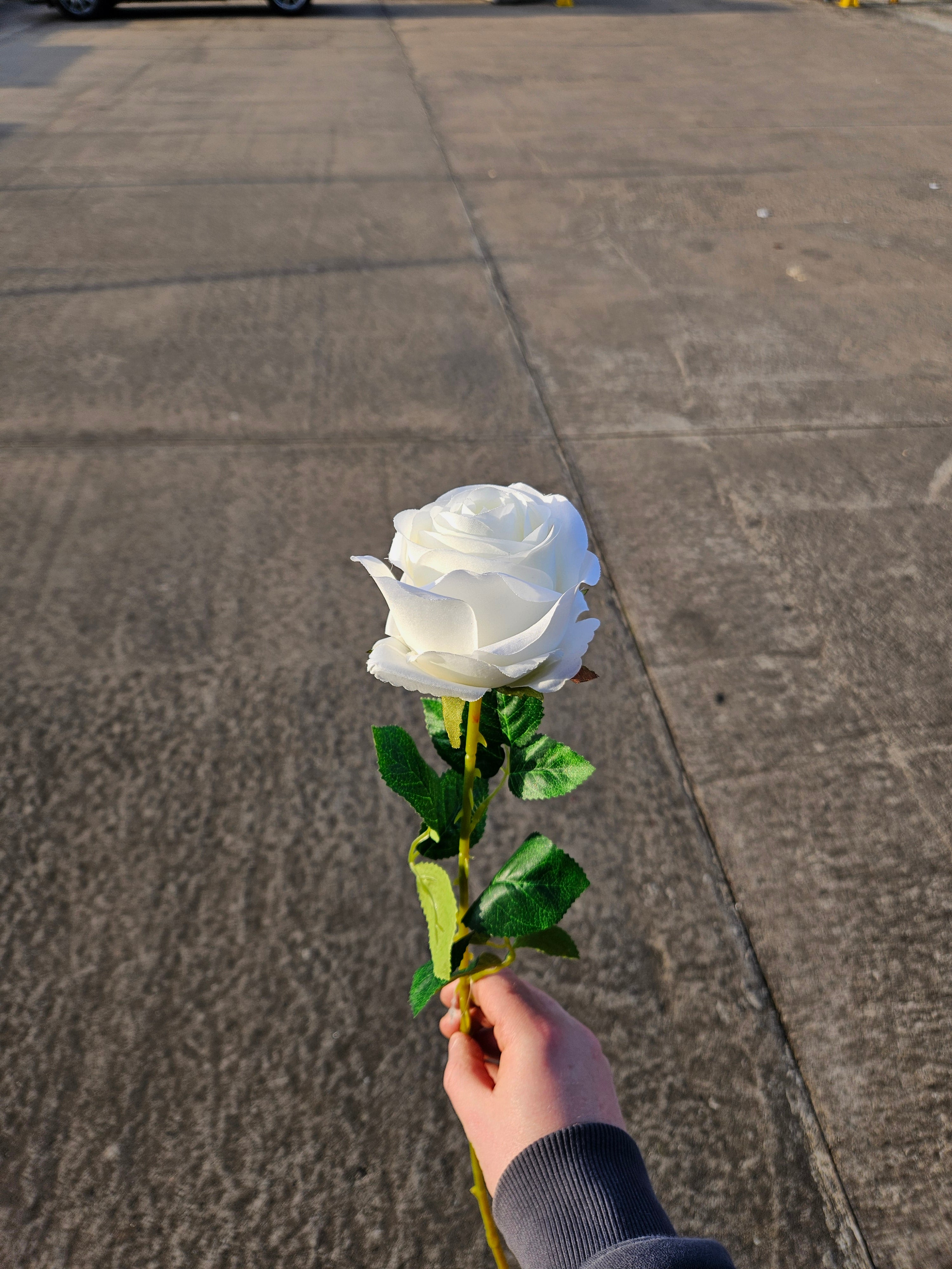 Ivory Harper Rose