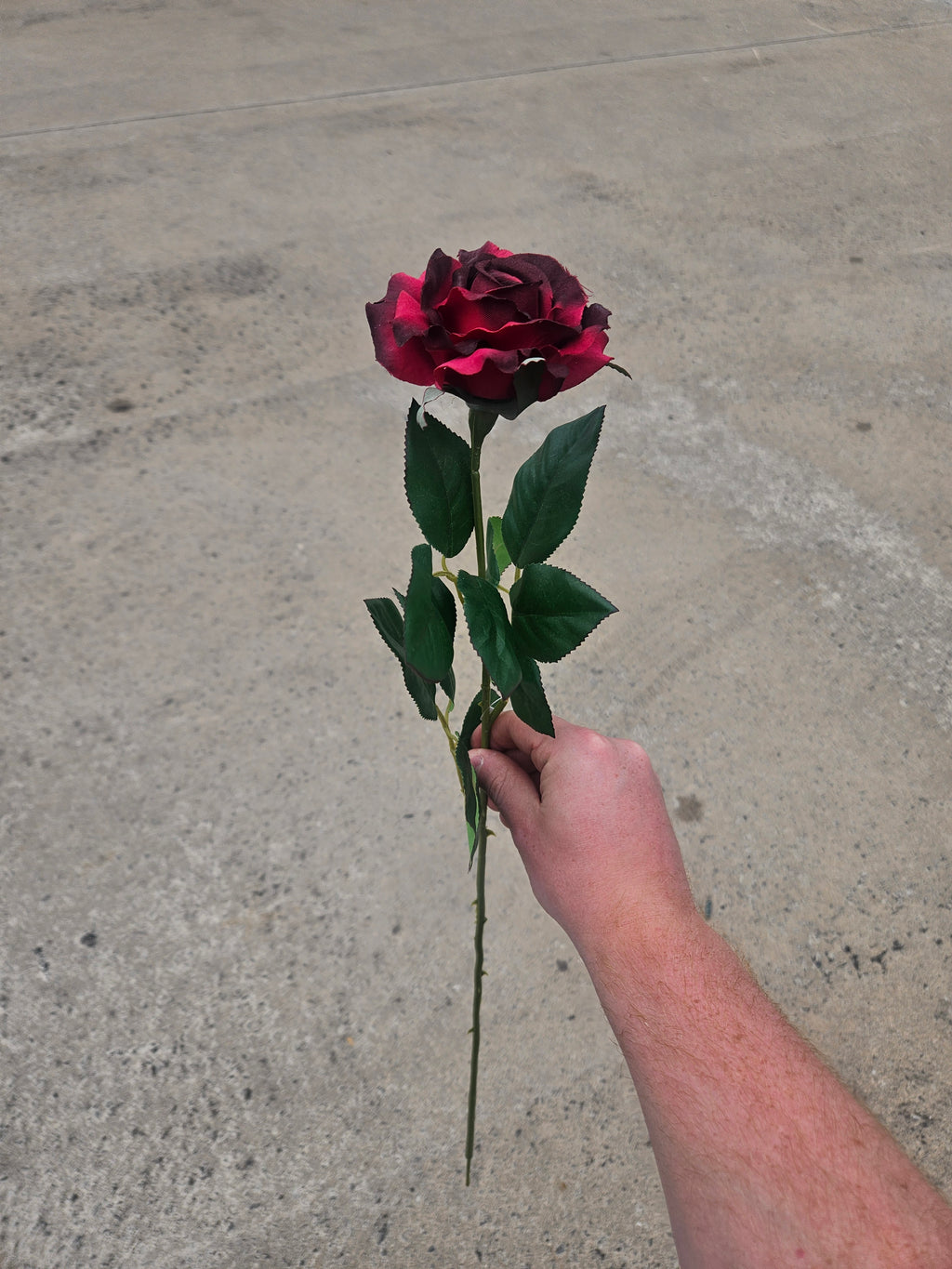 Thin Stem Burgundy Rose