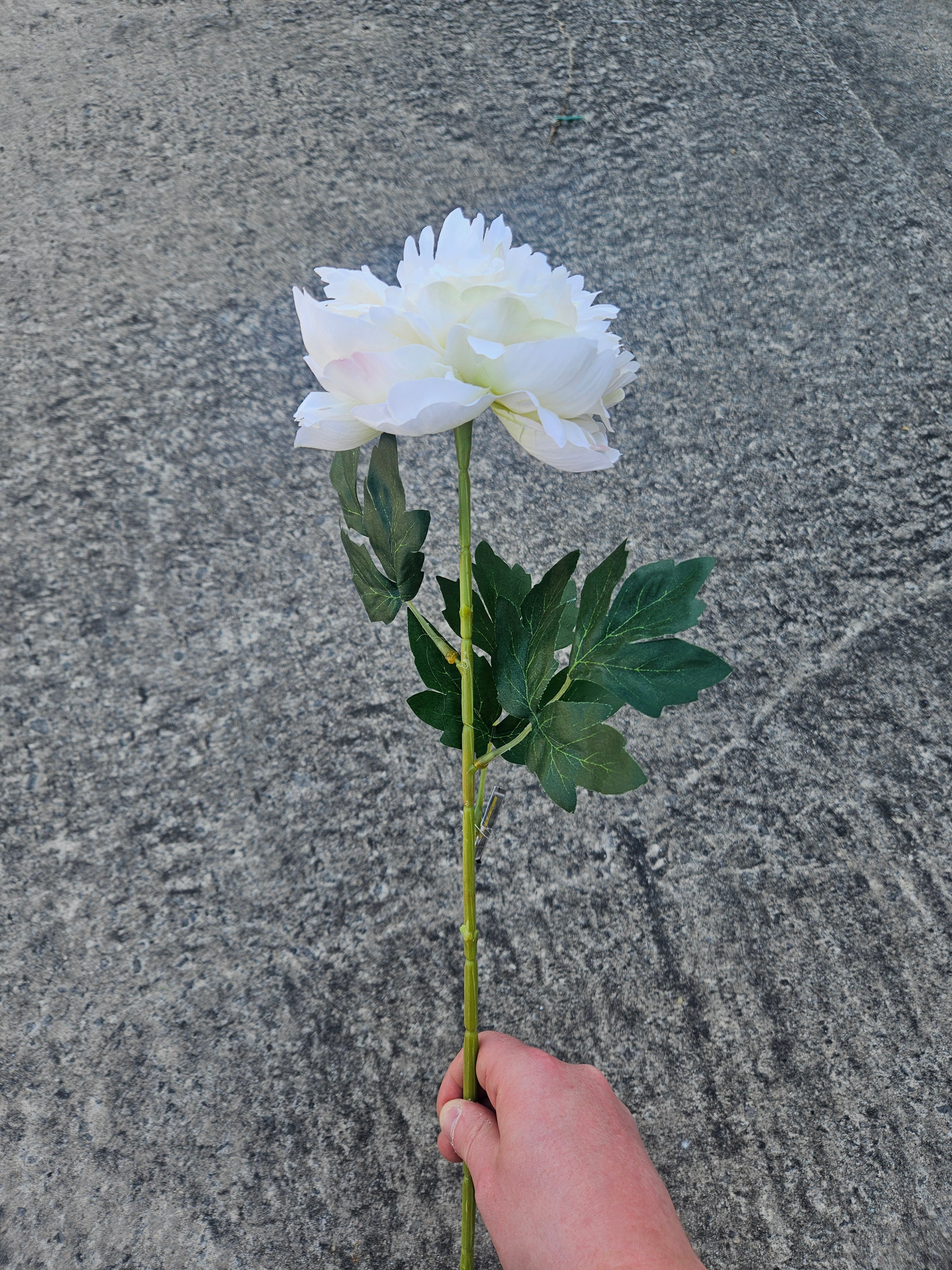 Ivory Peony