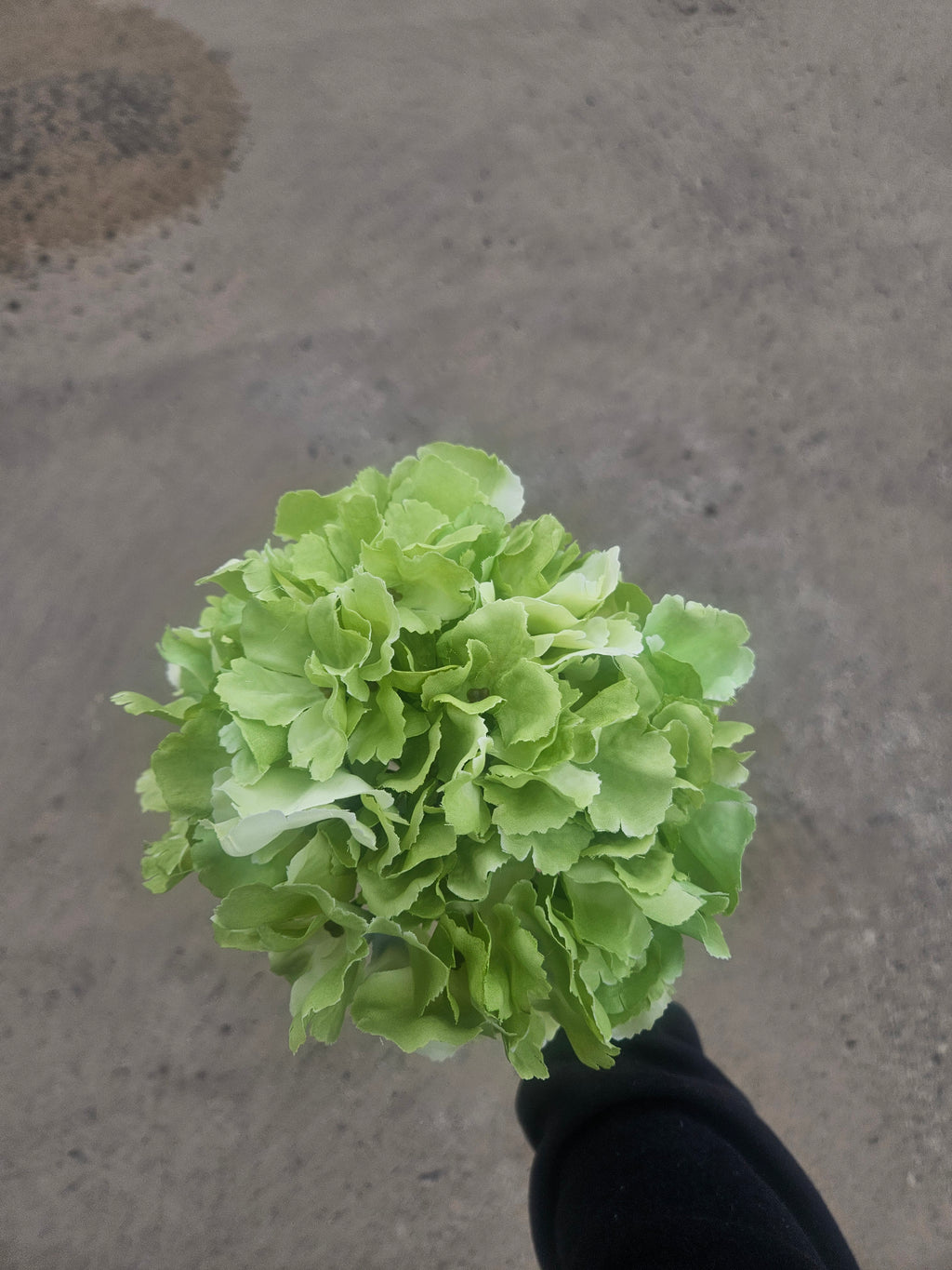 Green French Hydrangea