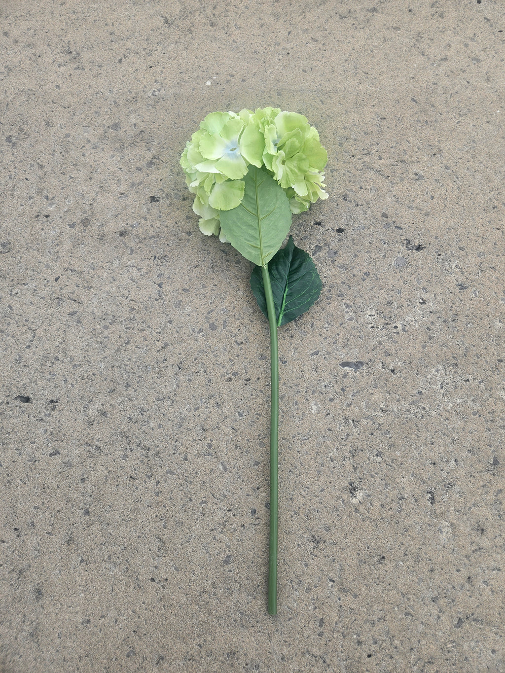 Green French Hydrangea