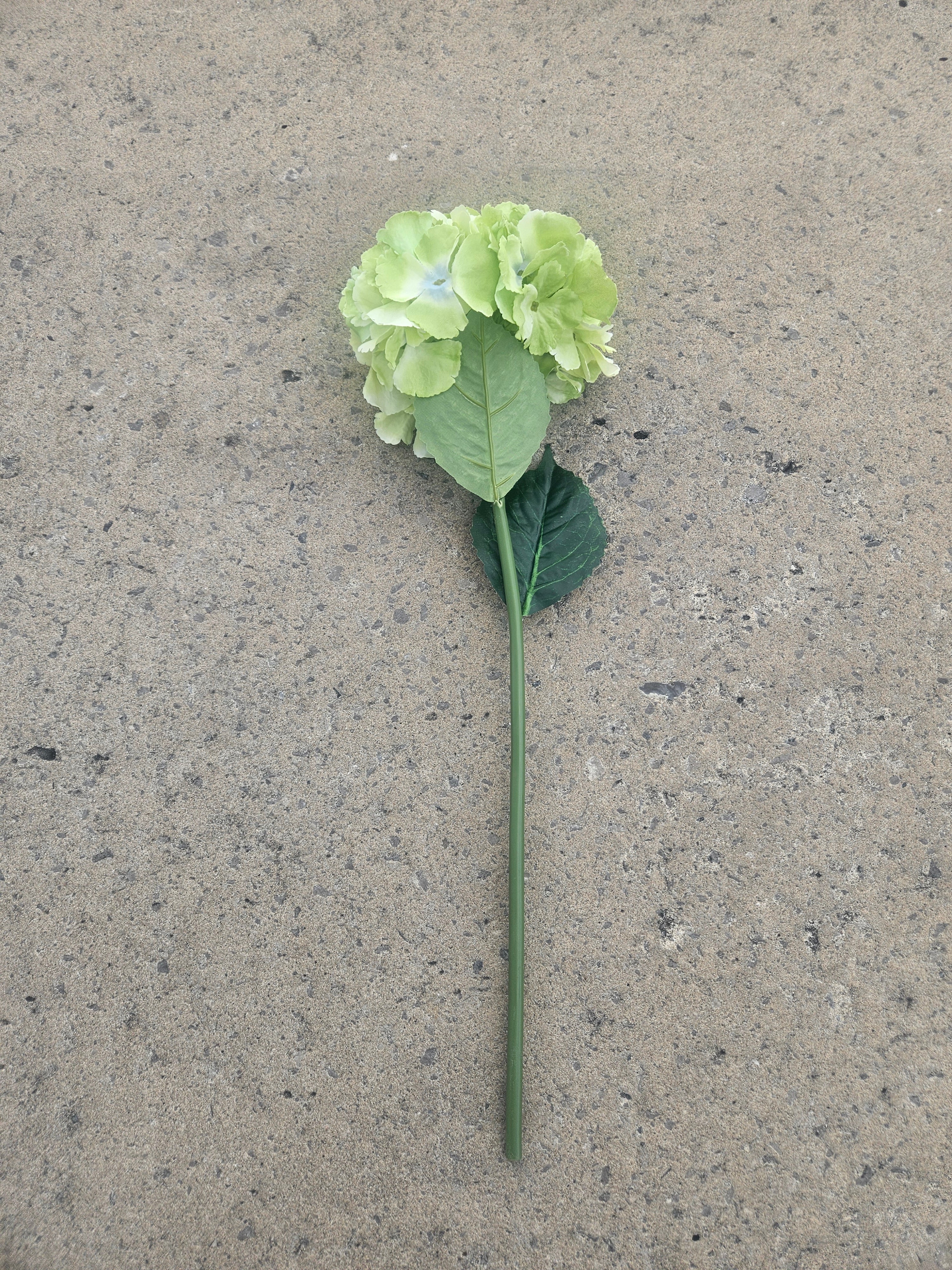 Green French Hydrangea