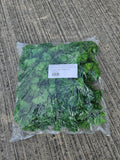 Bag of 144 Green Carnation Picks