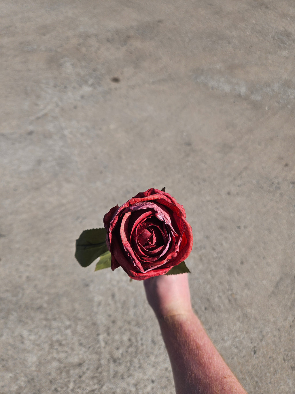Burgundy Dry Touch Rose