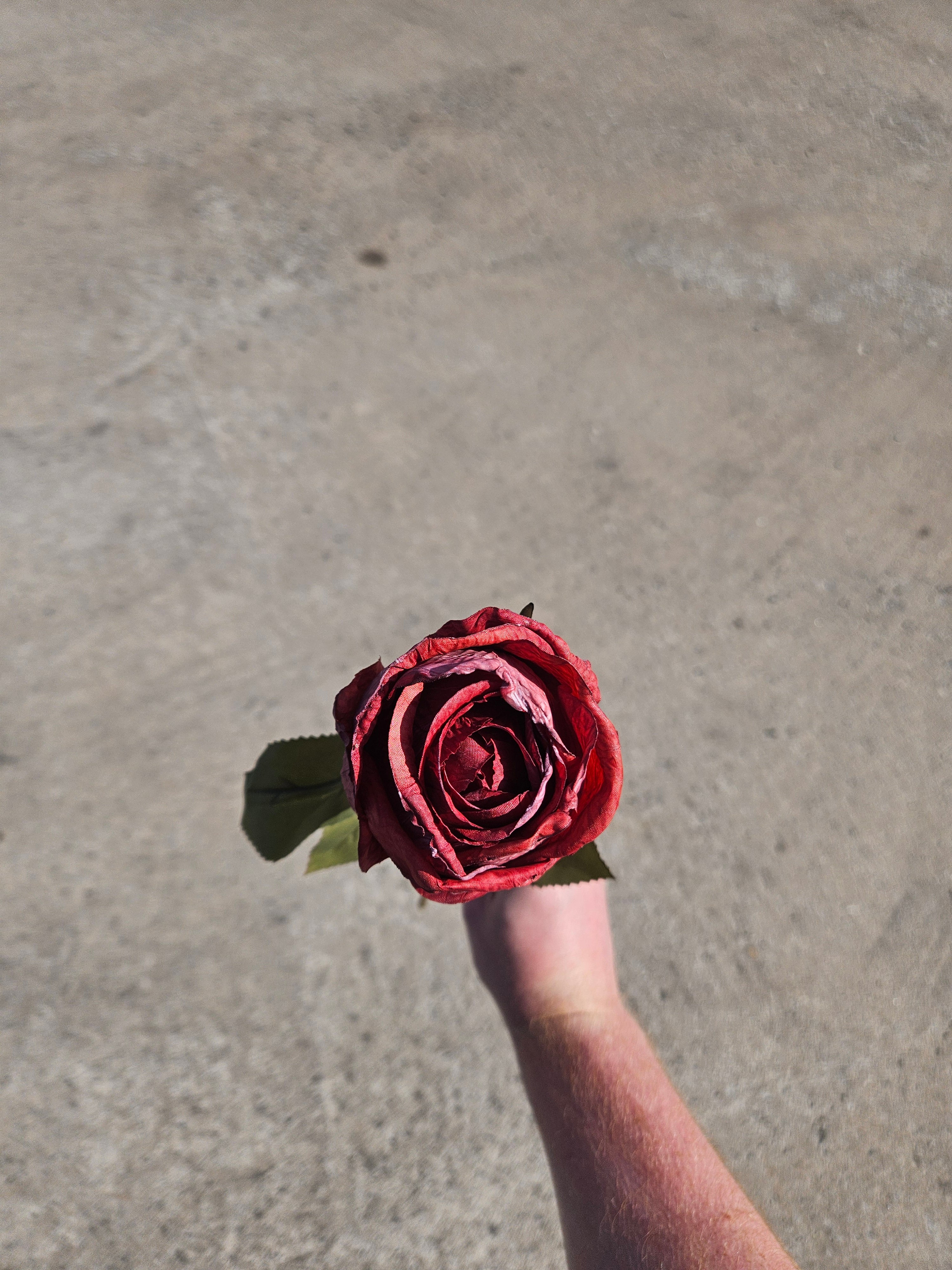 Burgundy Dry Touch Rose