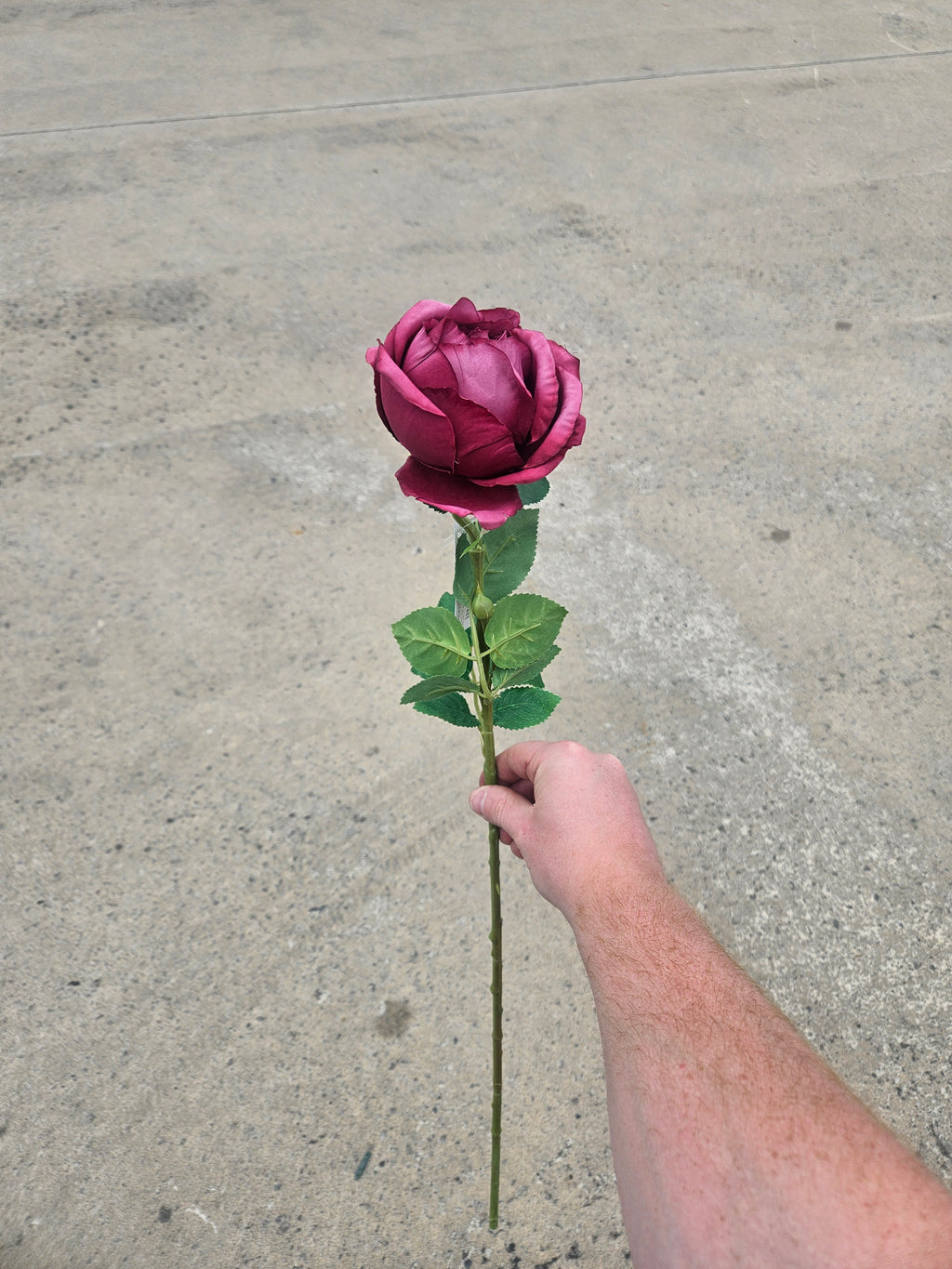 Burgundy Cabbage Rose