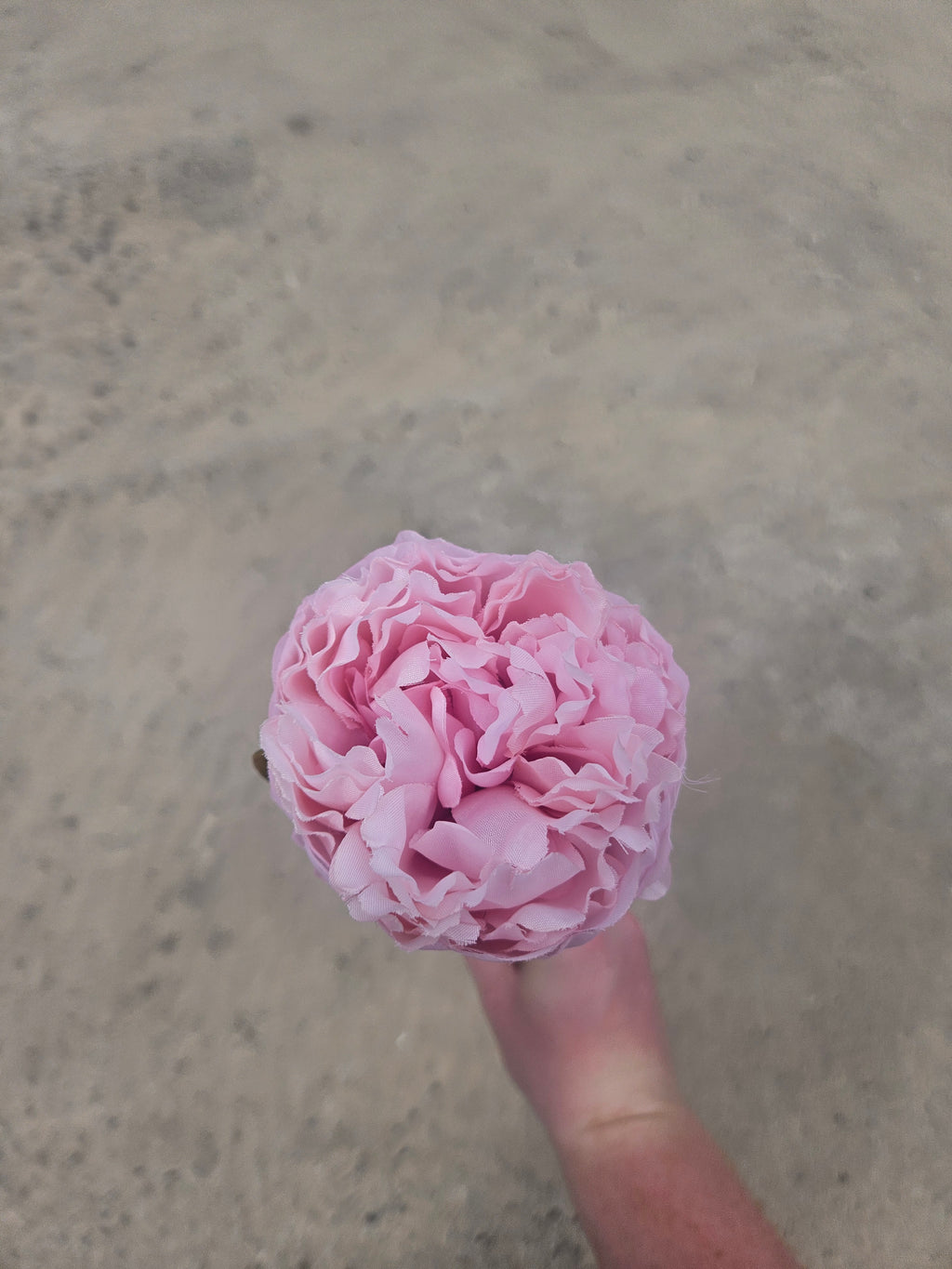 Short Stem Pink Peony