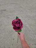 Burgundy Cabbage Rose