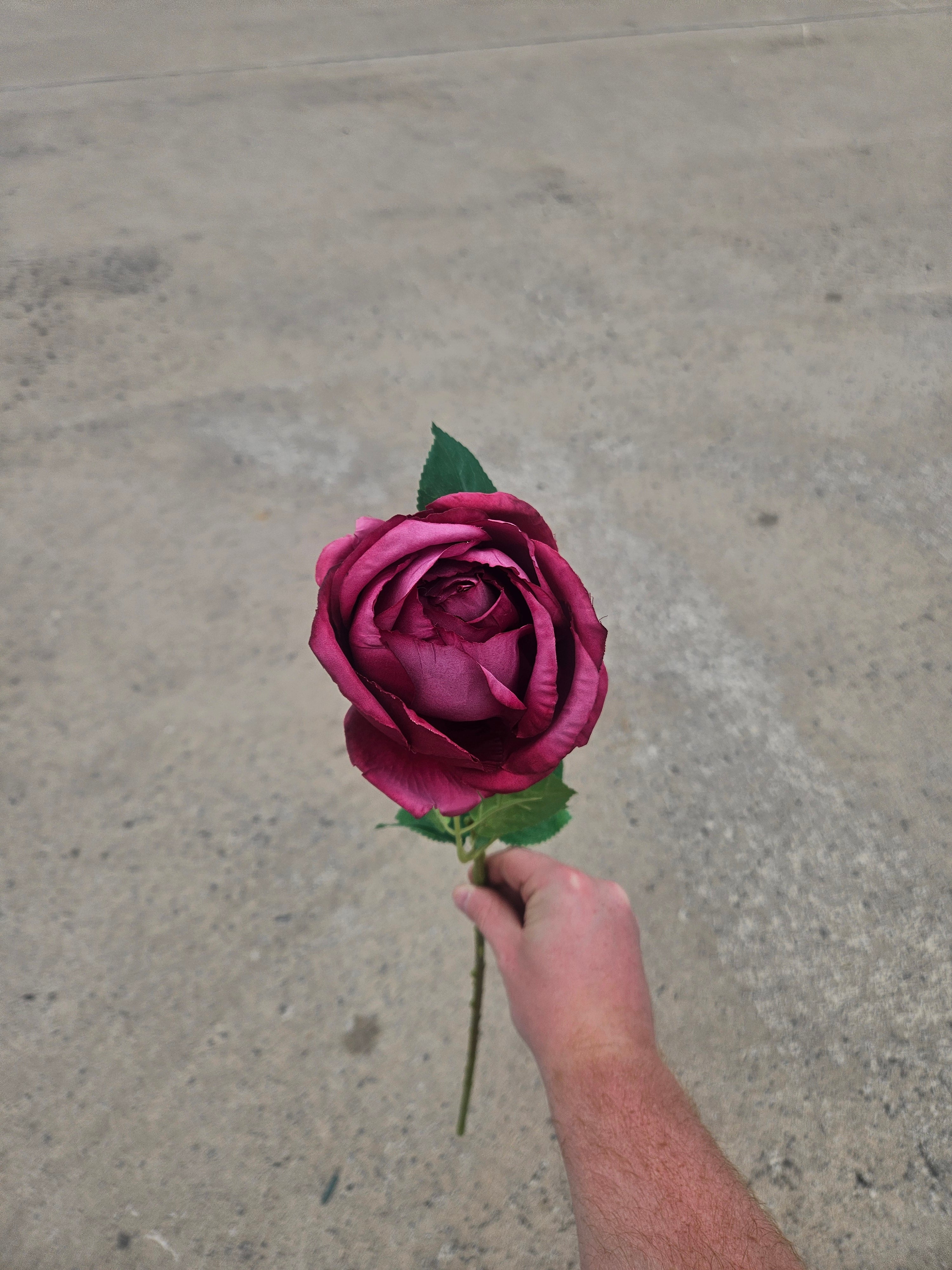 Burgundy Cabbage Rose