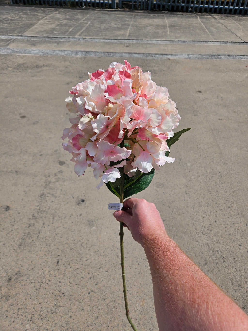 Long Stem Baby Pink Hydrangea