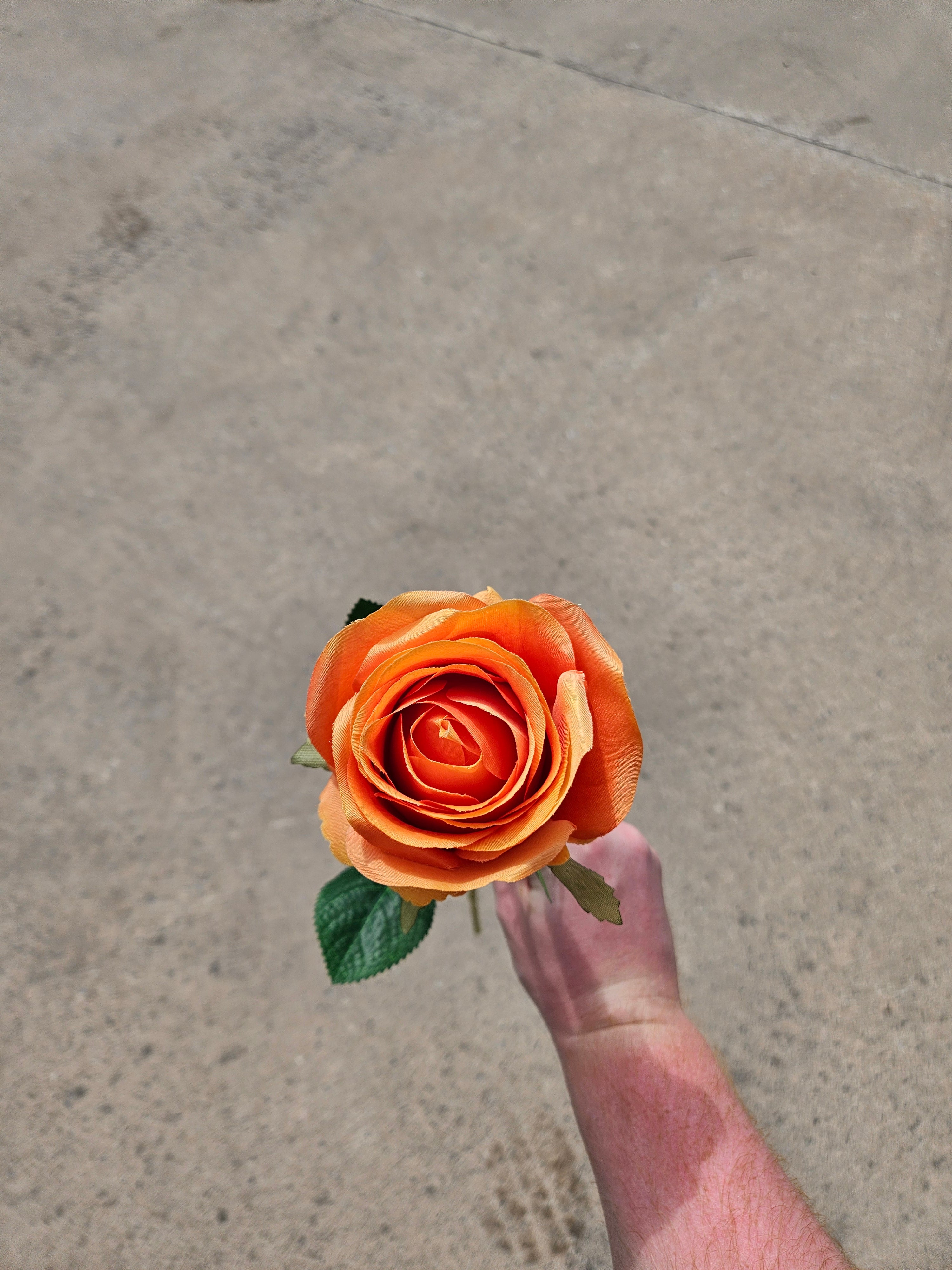 AUTUMN OFFER - Box of 48 Orange Harper Roses