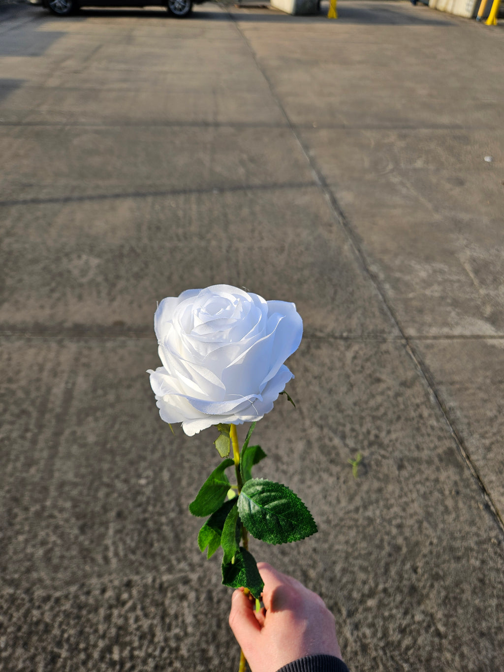 White Harper Rose