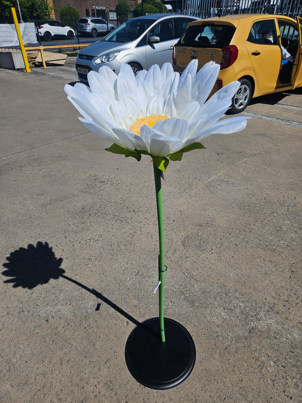 Giant Gerbera