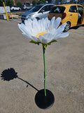 Giant Gerbera