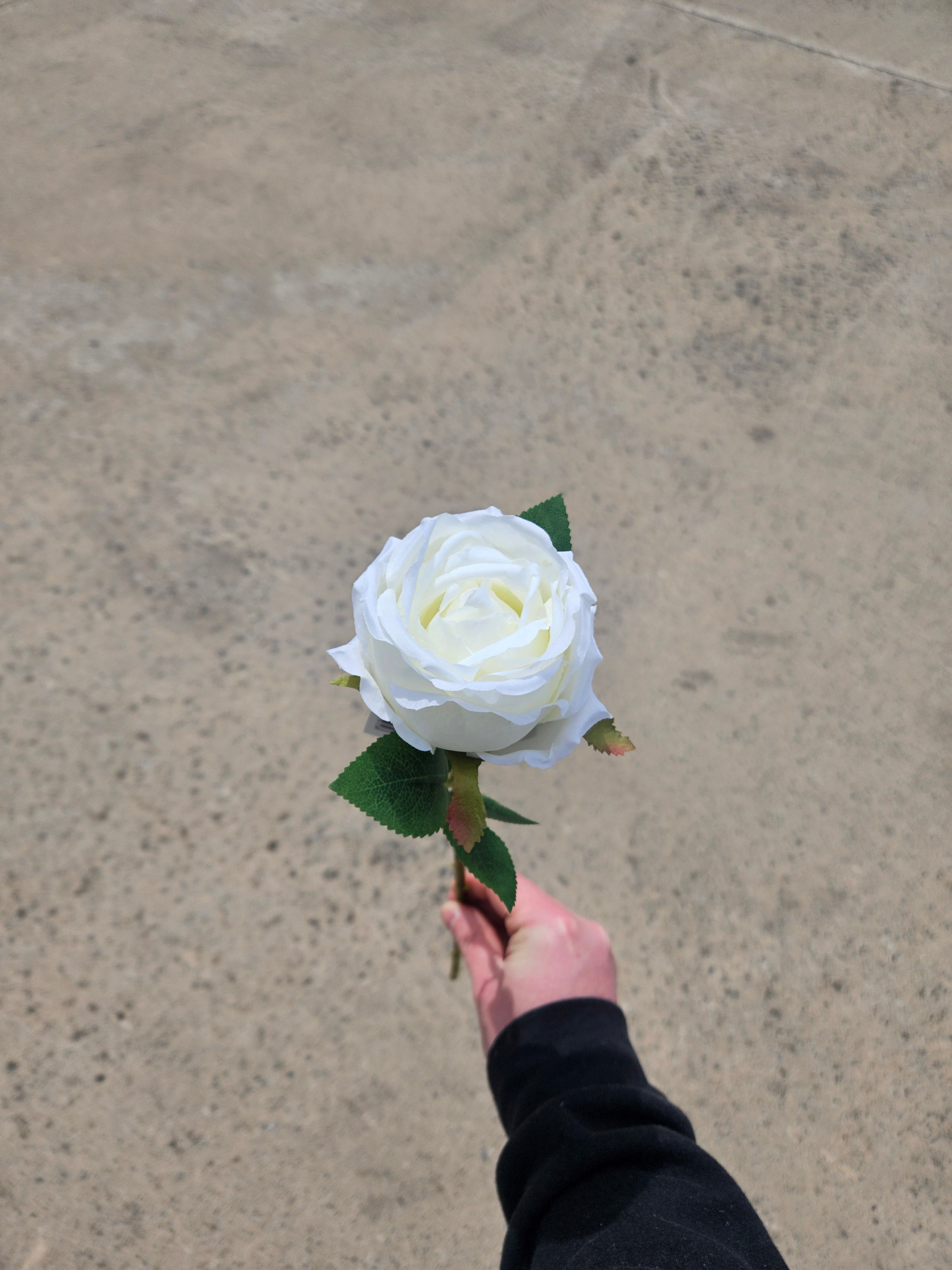 Ivory Globe Rose