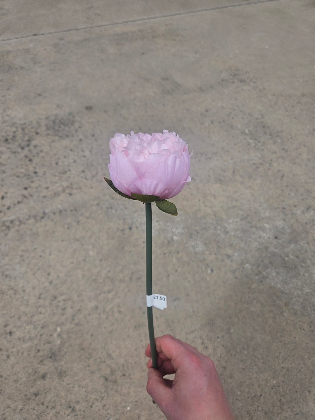 Short Stem Pink Peony