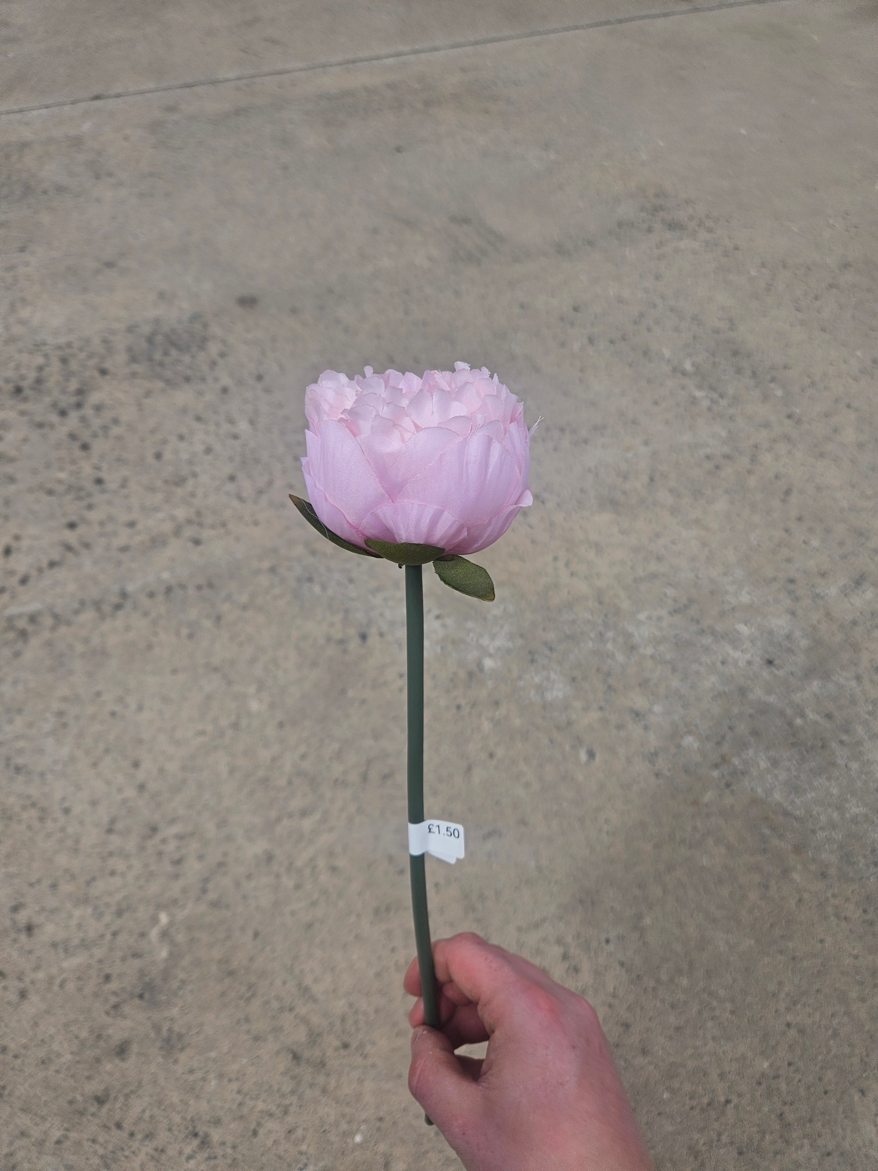 Short Stem Pink Peony