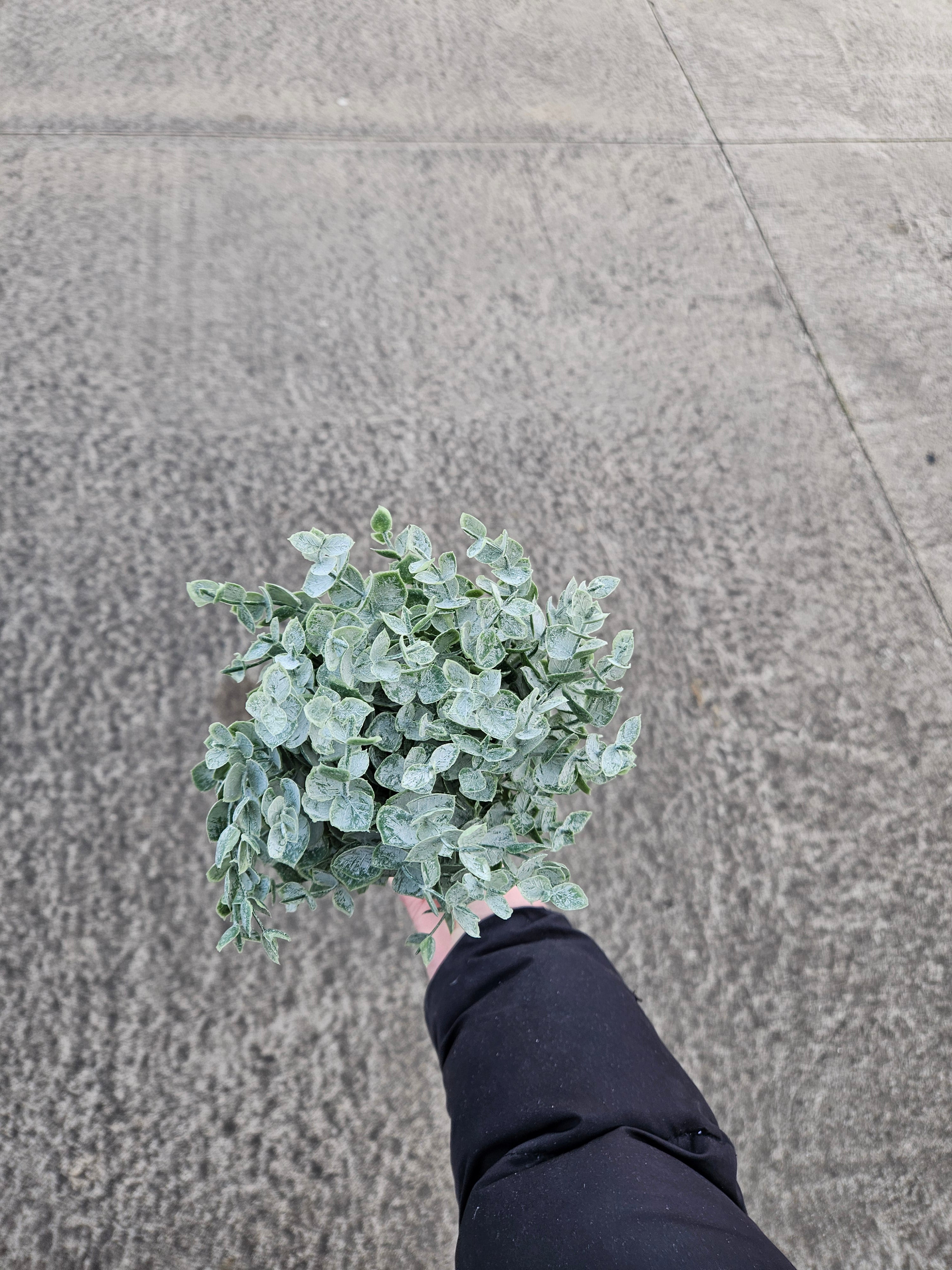 Eucalyptus Bunch (10 stems)