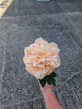 Peach Peony