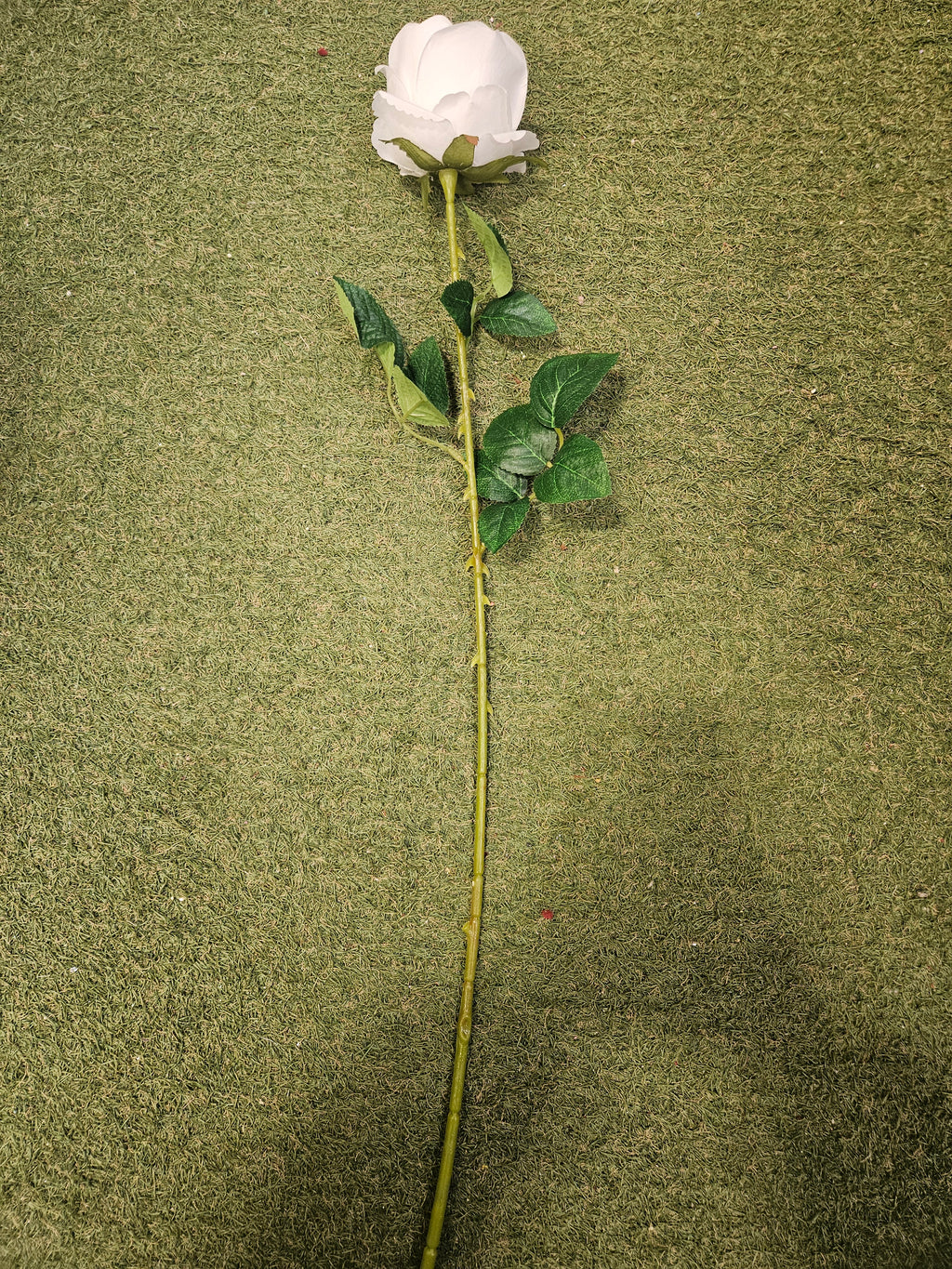 White Harper Rose