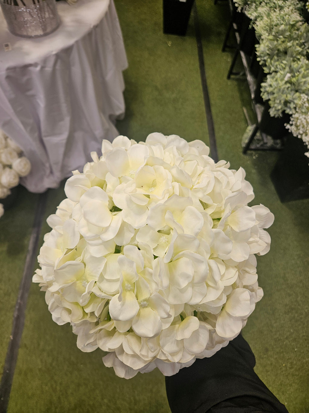 Giant Ivory Hydrangea