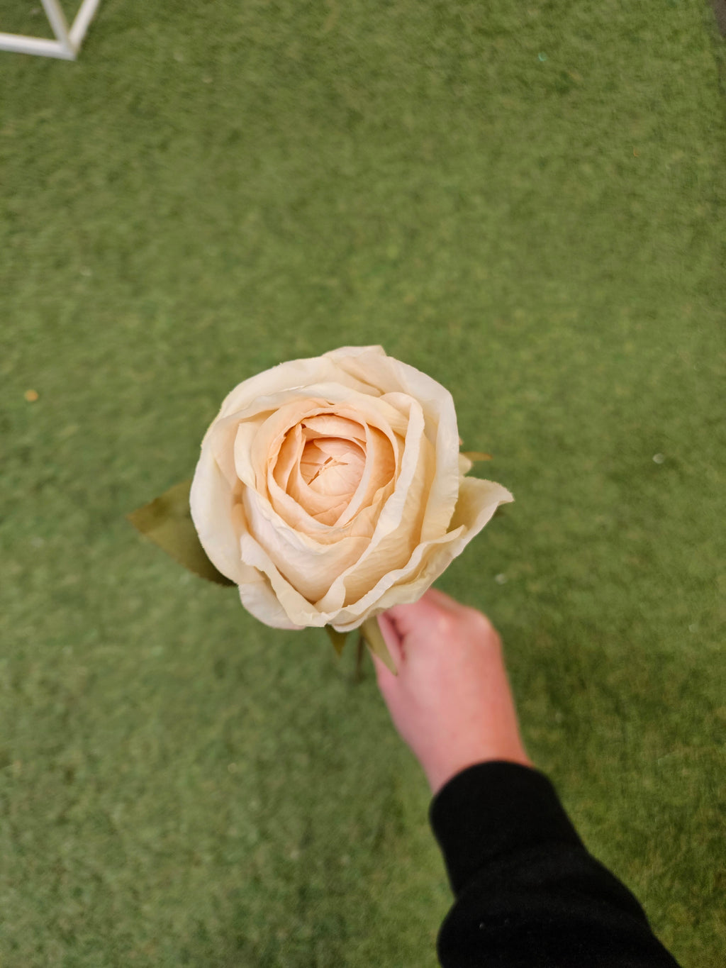 Dry Touch Ivory Rose
