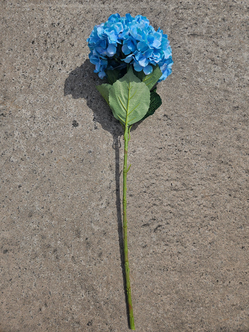 Aqua Blue Giant Hydrangea