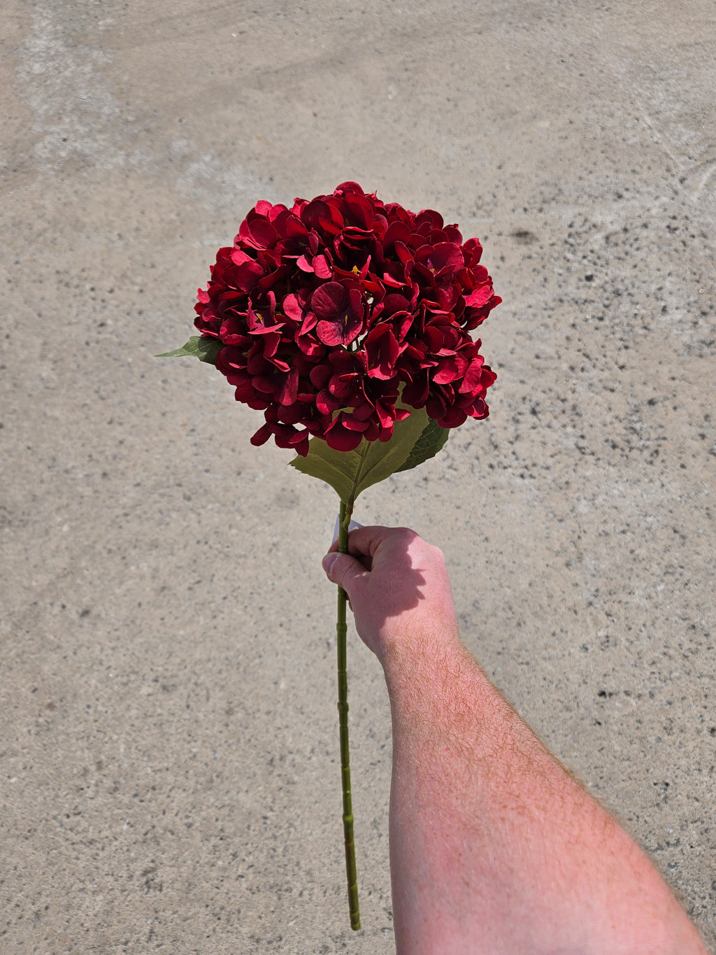 Wine Red Hydrangea