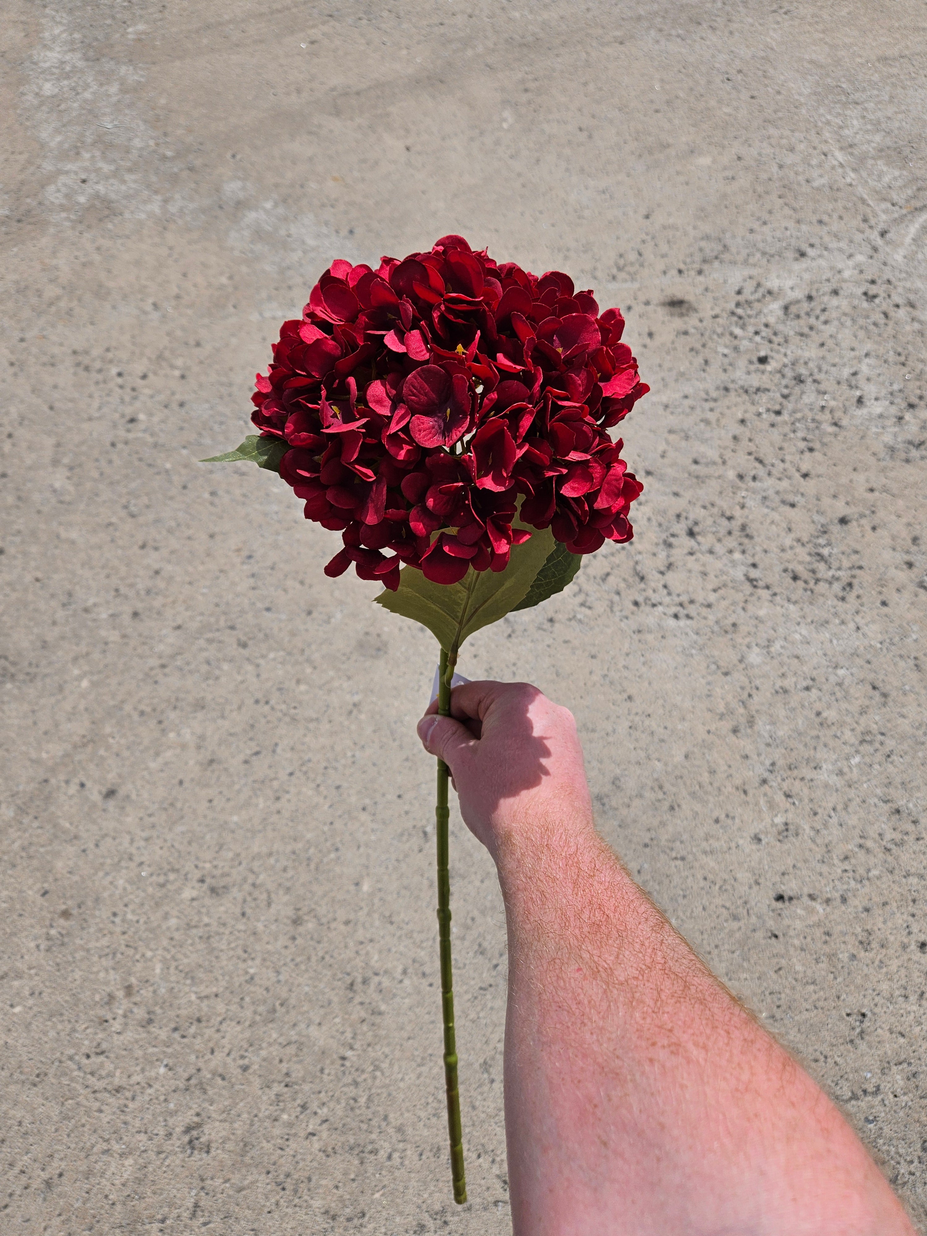 Wine Red Hydrangea
