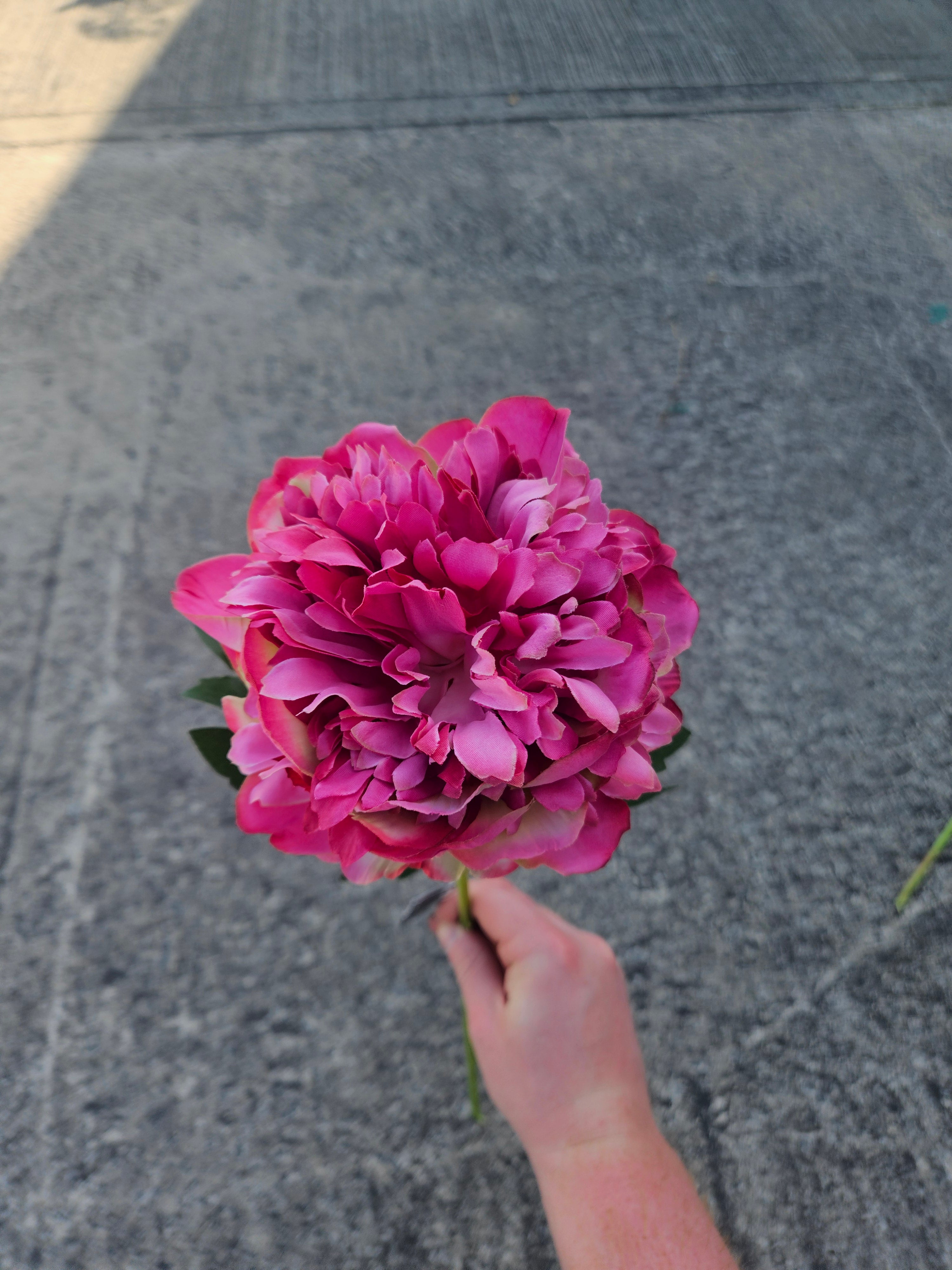 Fuscia Peony