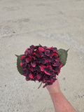 Burgundy Hydrangea